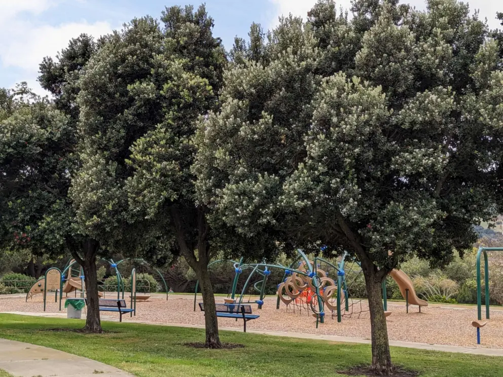 Row of trees beside the playground.