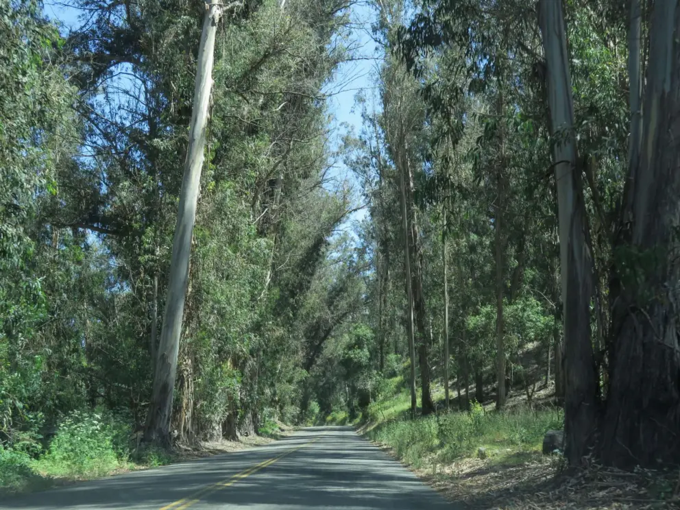 Forested back roads by Baileyana. 