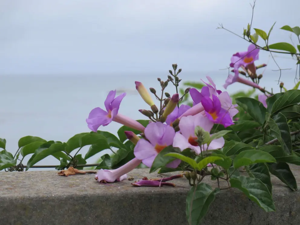 Tropical flowers at the roundabout at the end of Indio Drive. 