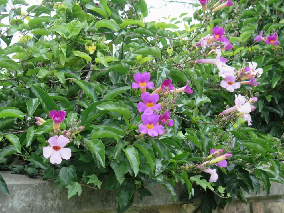 Tropical flowers and the sea behind.