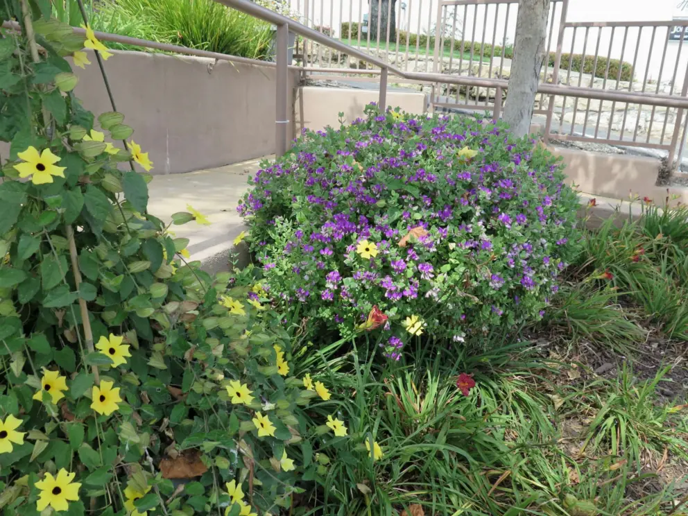 Flowers. 