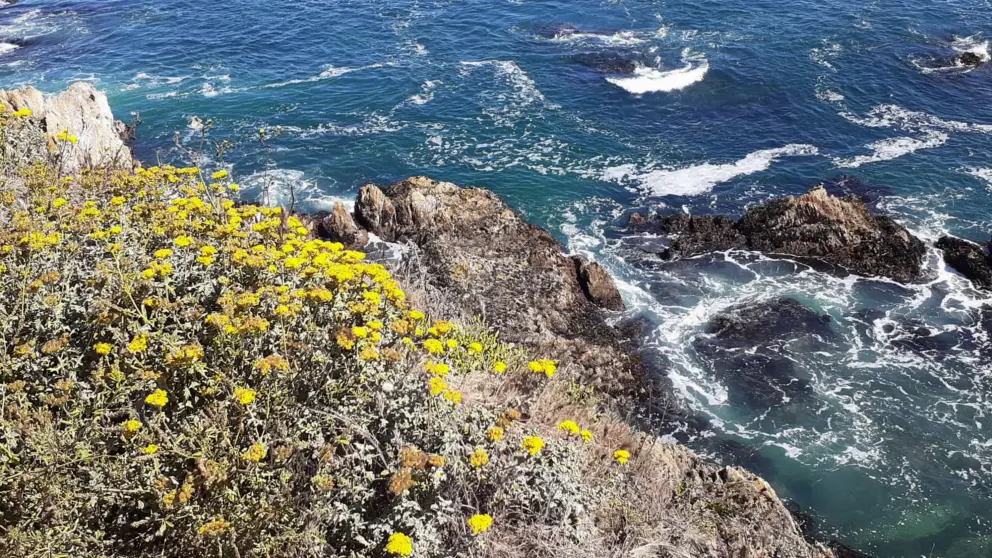 Flowers and the clear pools below. 