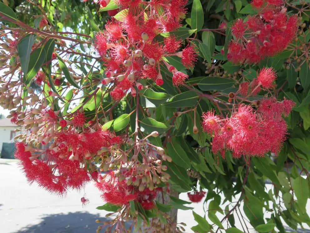 Red flowers. 