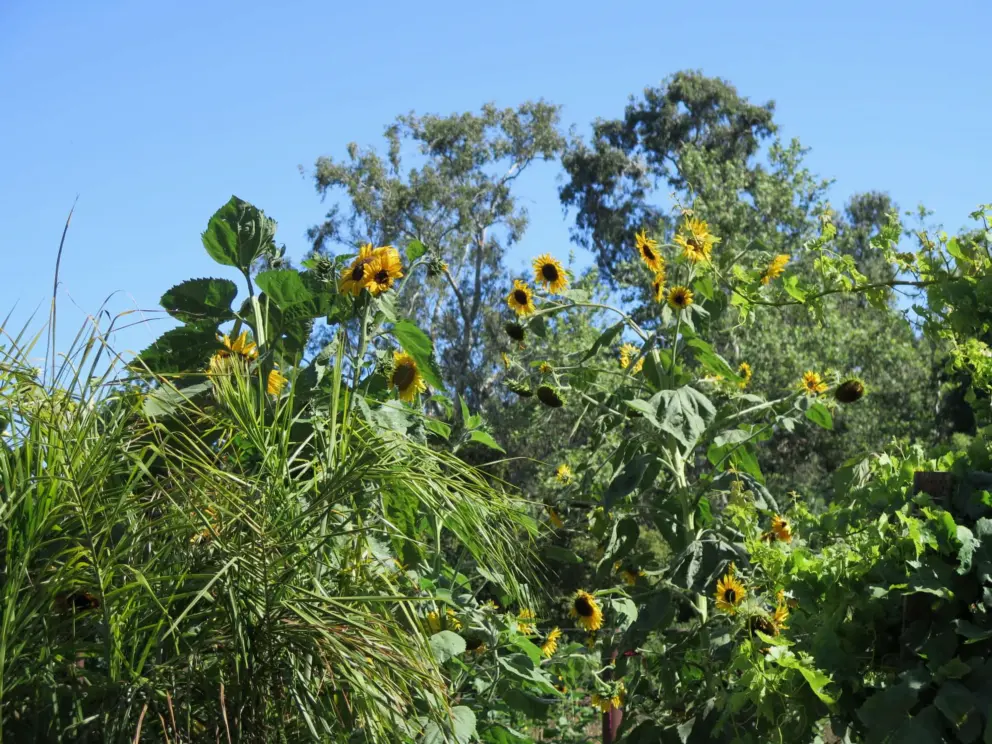 Sunflowers at Secret Garden in July.