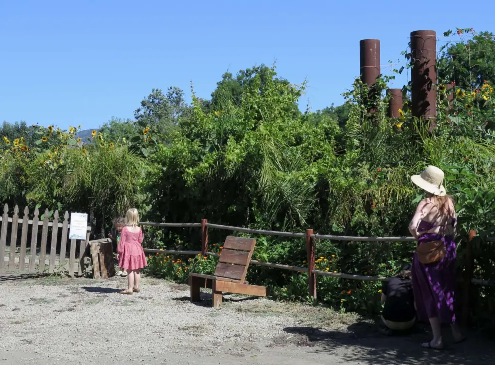 A girl checks out the sunflowers at Secret Garden.