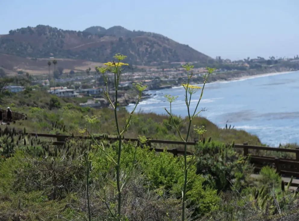 Looking back toward Pismo.