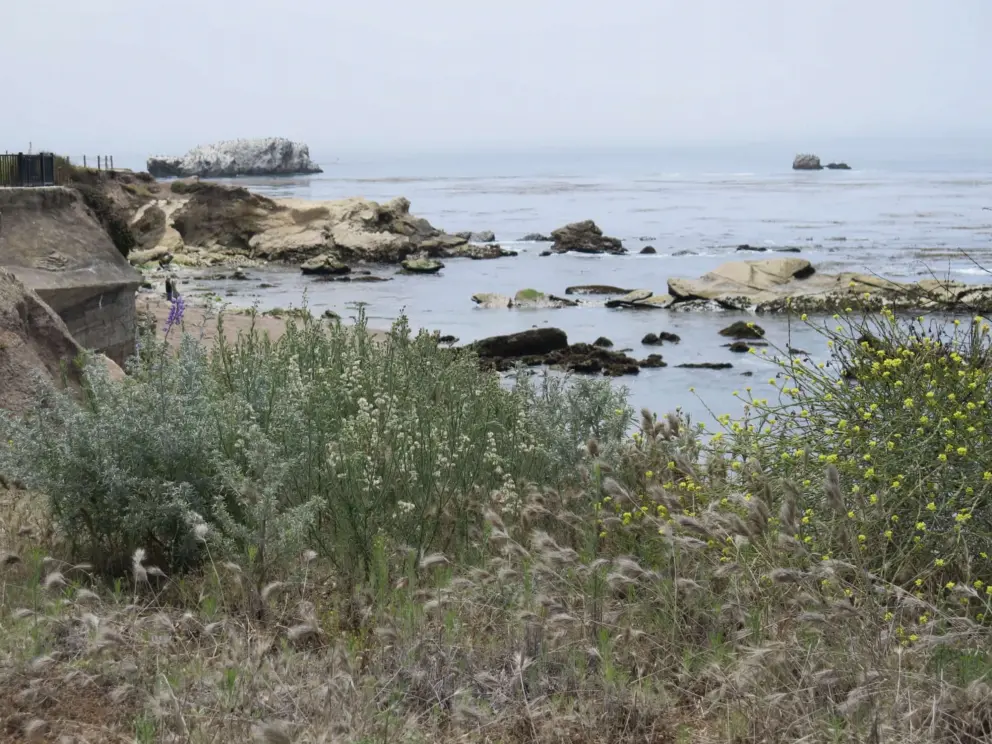 Flowers and the rocks below. 