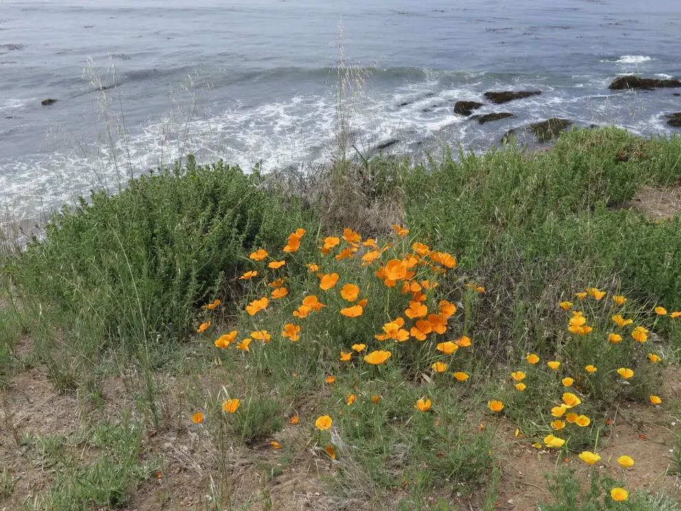 Poppies over the sea. 
