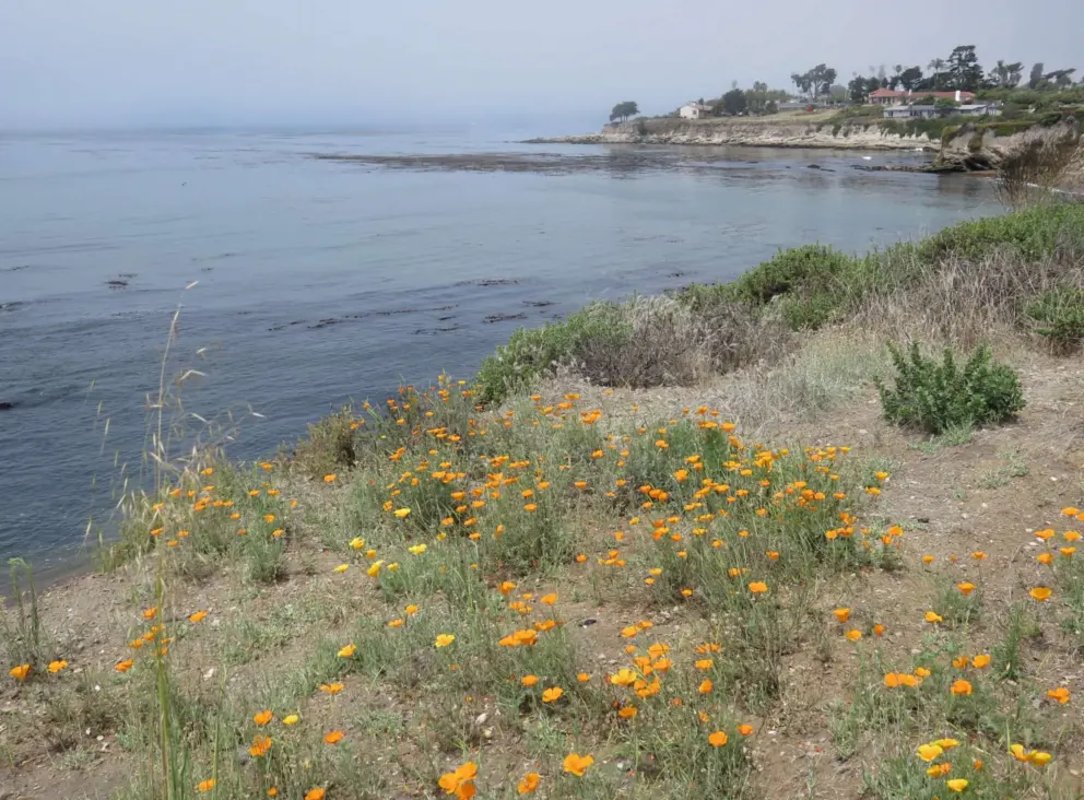 Poppies dotting the clifftop. 