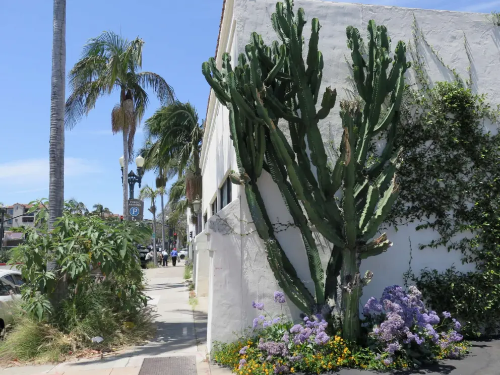 Cactus and purple flowers along Chapala Street. 