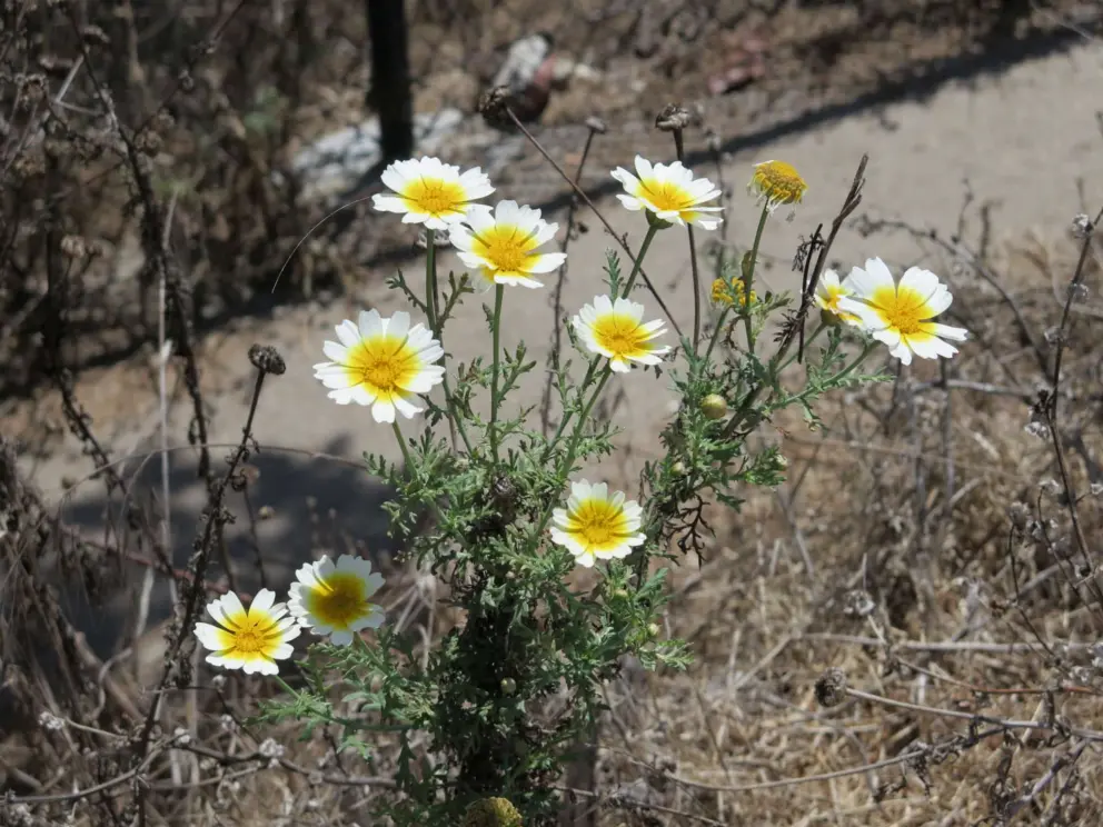 Daisies. 