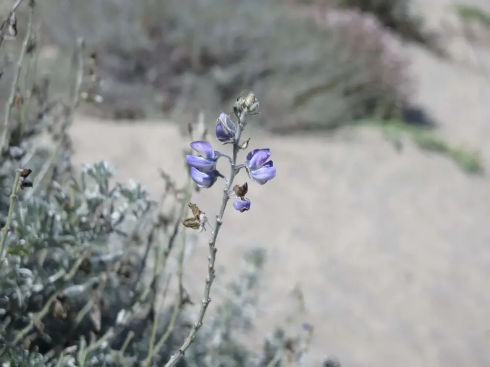 Silvery lupine makes the dunes lovely in August. 