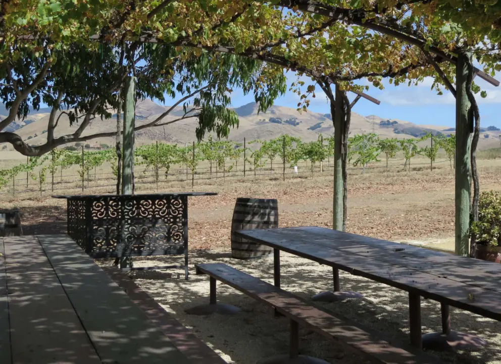 Mountains behind the grapevine trellis. 