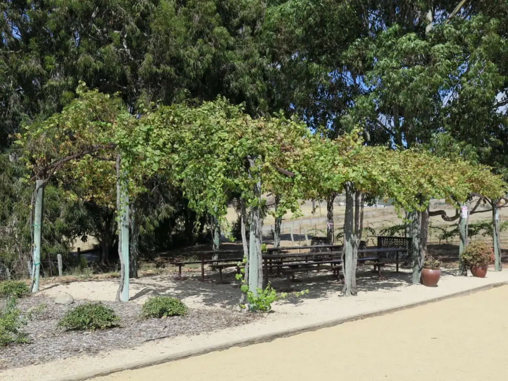 Grapevine trellis with eucalyptus trees behind.
