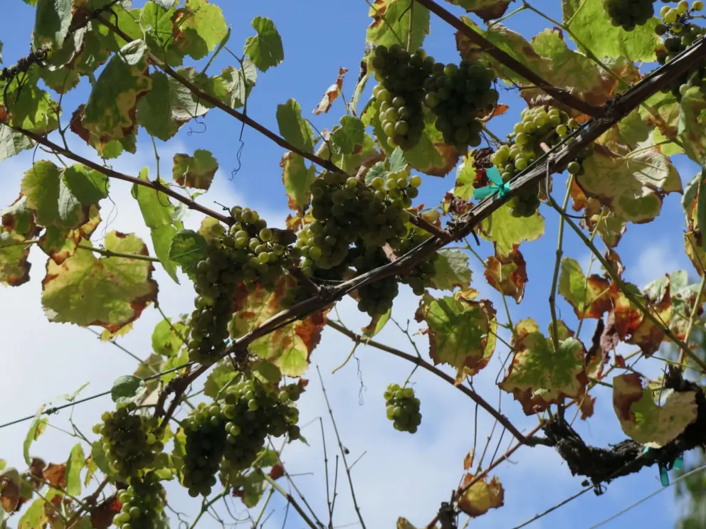 Grapes hanging from the trellis. 