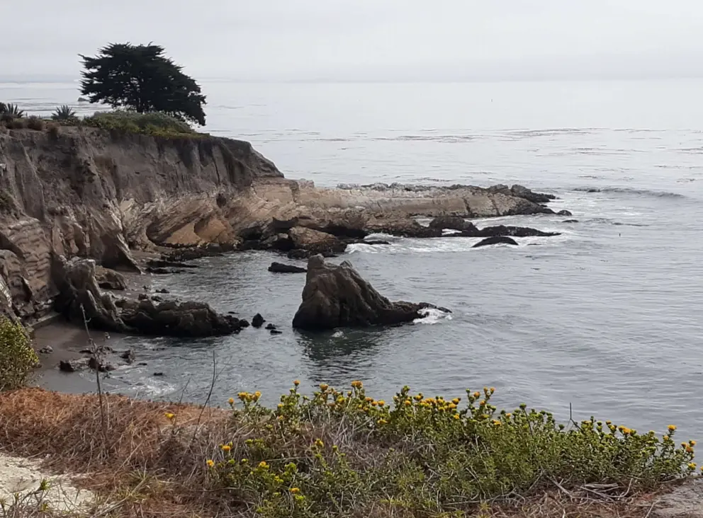 Rocks offshore and cypress tree, as seen from Memory Park. 