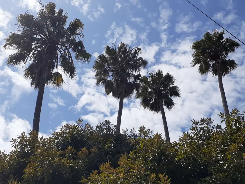 Palm trees!