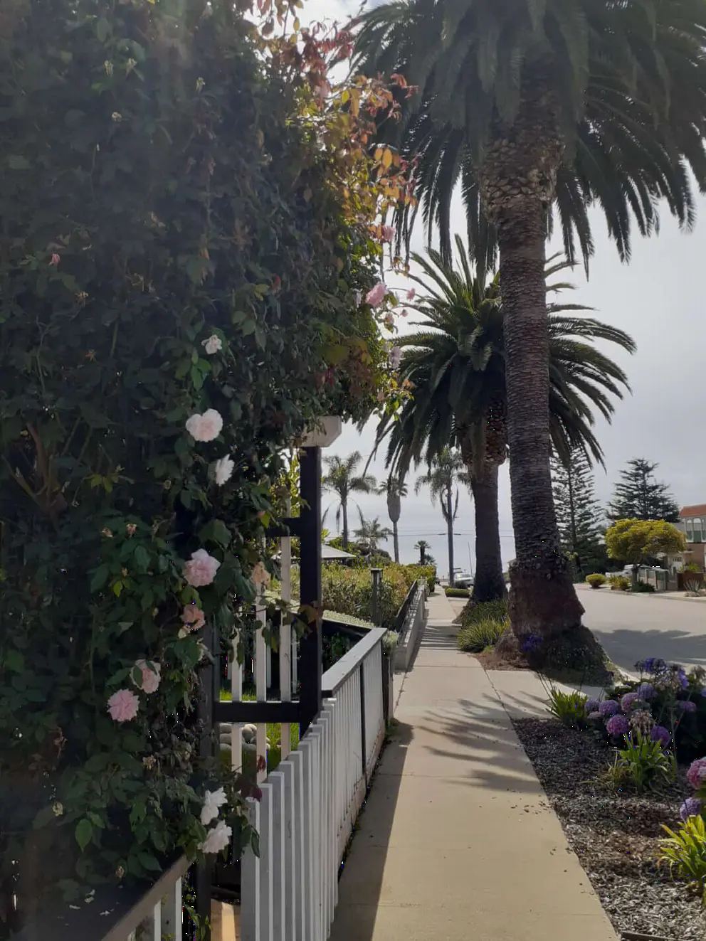 Trees and flowers along the sidewalk.
