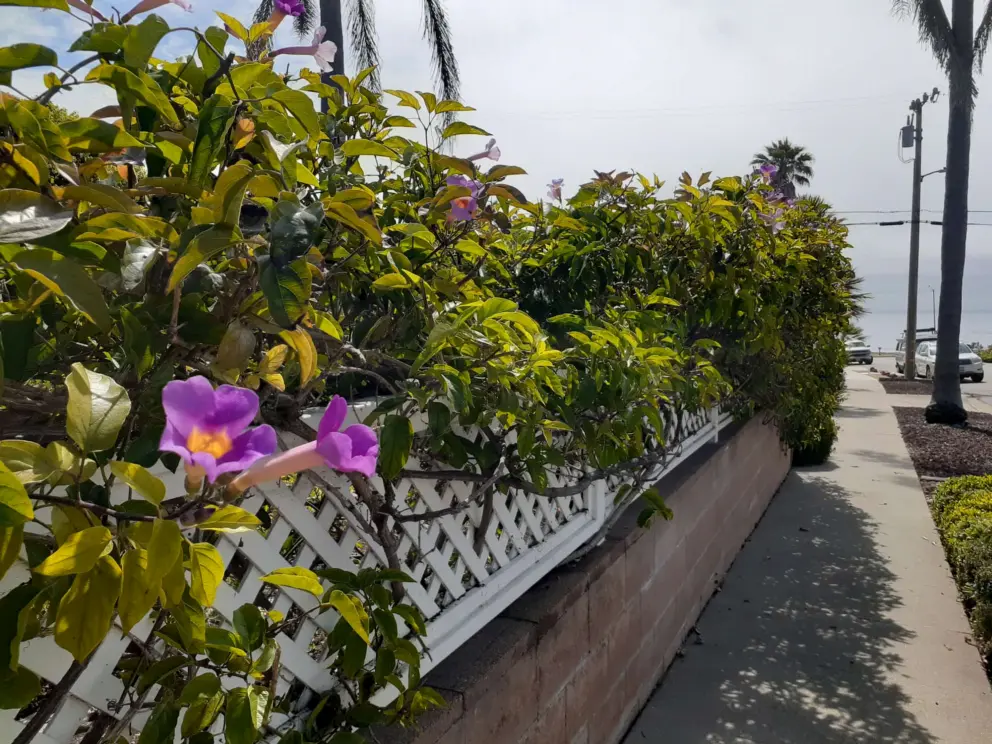 Flowers along the sidewalk.