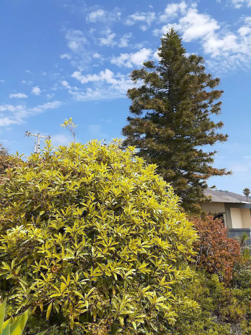 Bright plant and tall tree. Very colorful!
