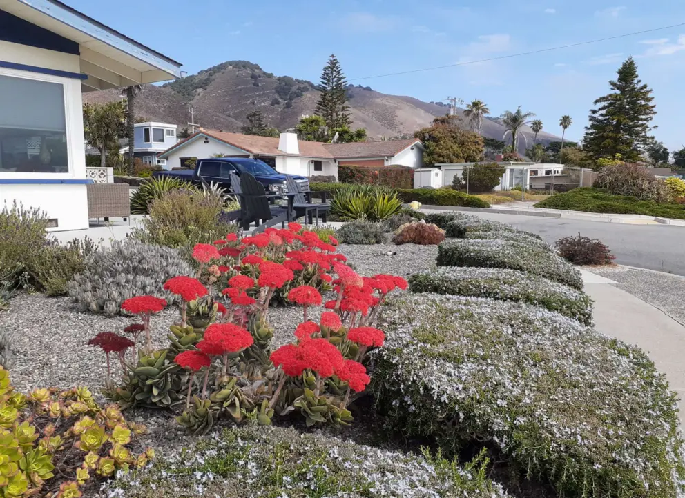 Red flowers and shrubs covered in flowers, with Norfolk pines and mountains in the distance. 