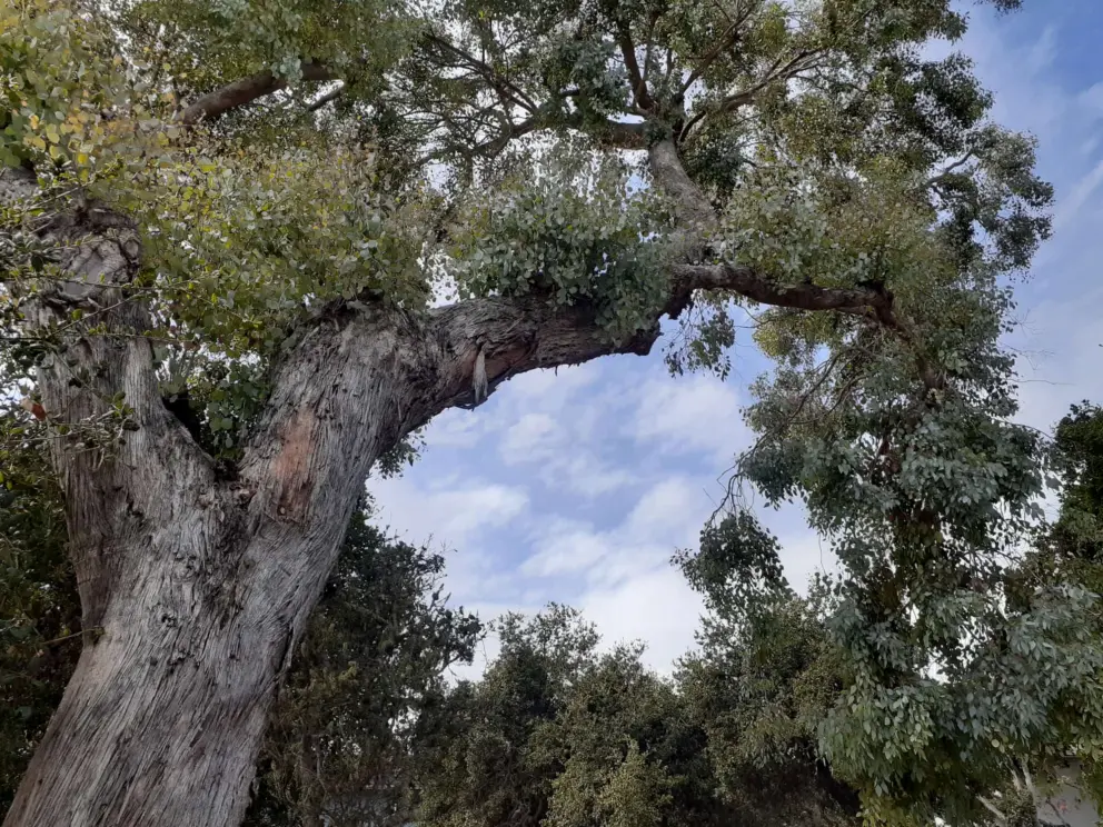 Amazing eucalyptus tree on the path that leads from Seacliff Drive to Spyglass Park. 