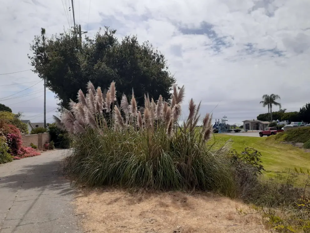 Pampas grass along the path that leads from Seacliff Drive, past houses and the creek, to Spyglass Park. 