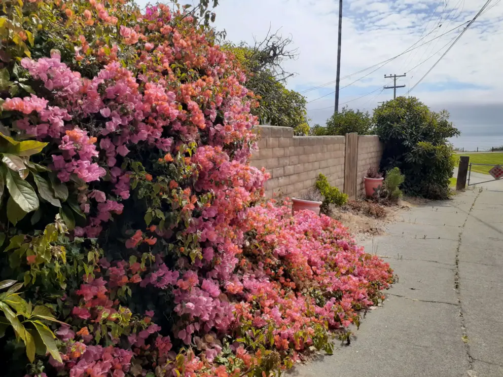 Bougainvillea along the path that leads from Seacliff Drive near Memory Park, to Spyglass Park. 