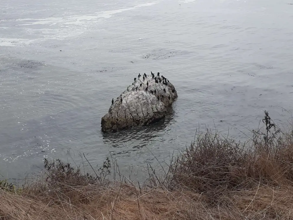 Bird rock off shore.