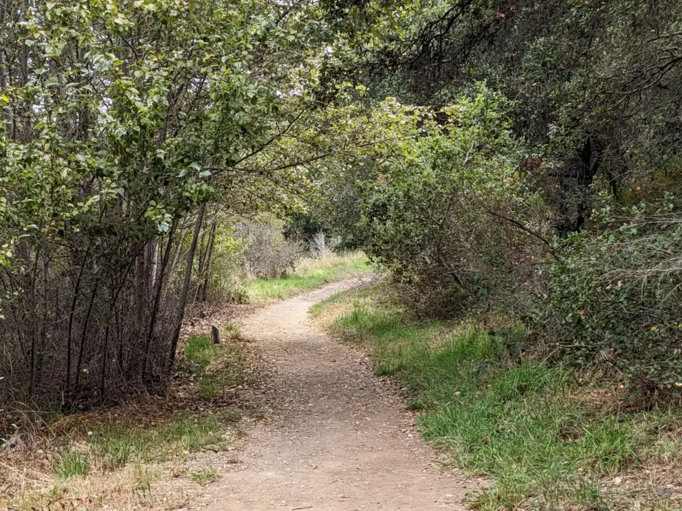 Walking under branches. 