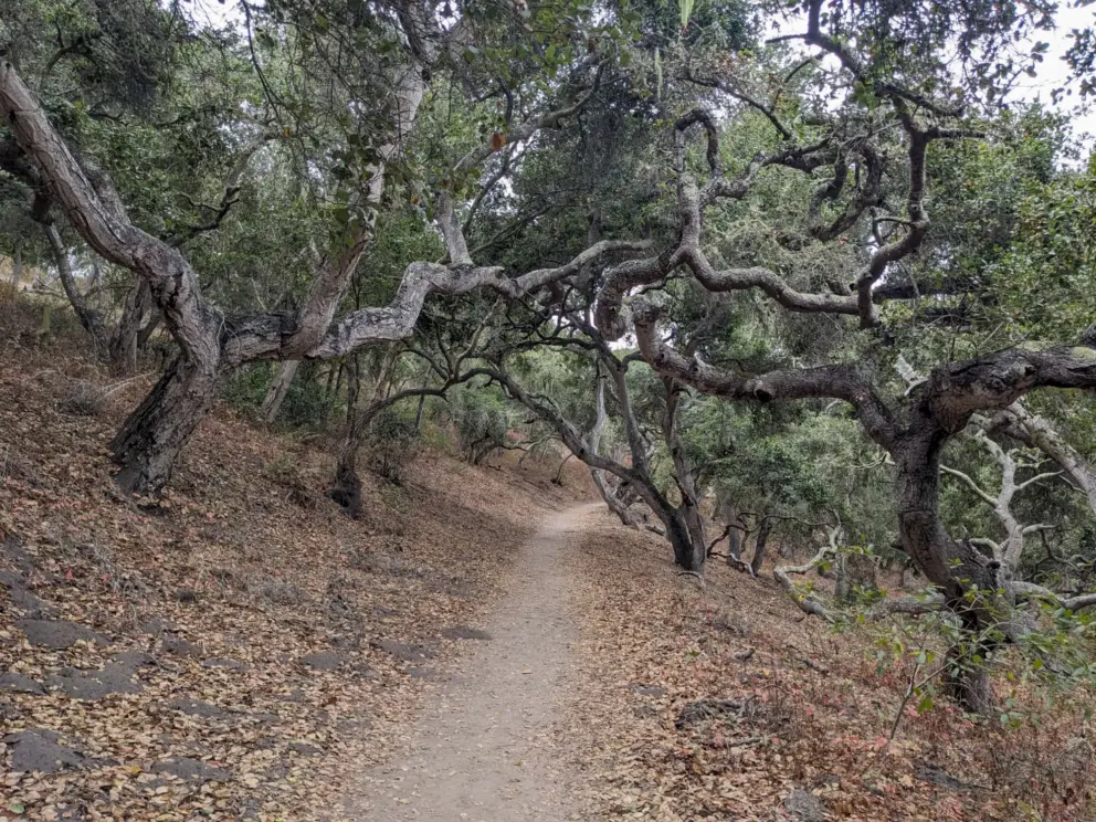 Twisted oak trees on an incline. 