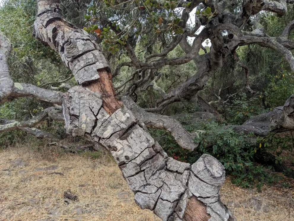 Bark peeling off a tree. 