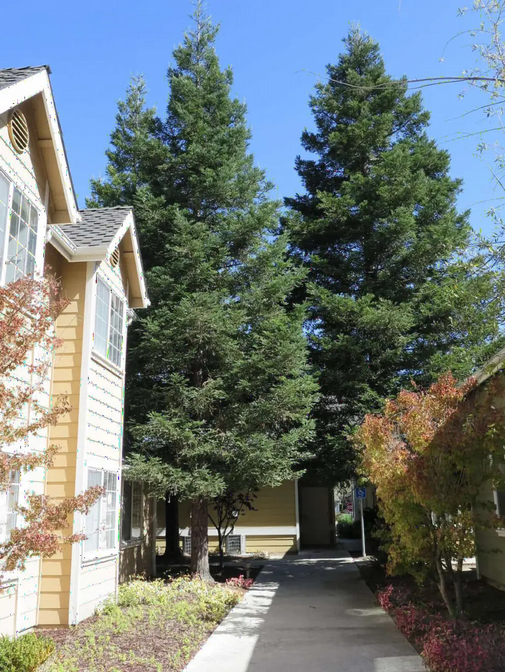 It's like you're in Northern California when you see the redwoods at Avila Village!