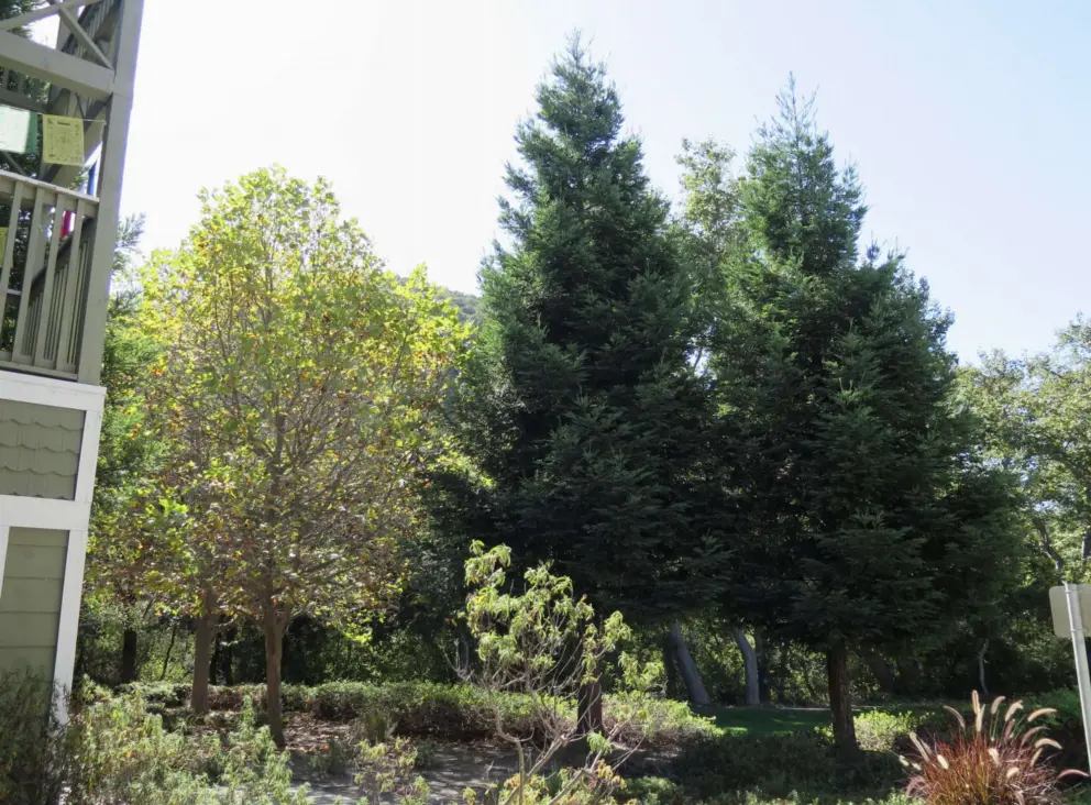 Redwood trees beside the White Heron Sangha hall at Avila Village. 