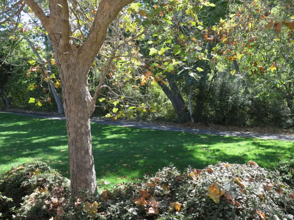 Lawn beside the trail, with sycamore trees. 