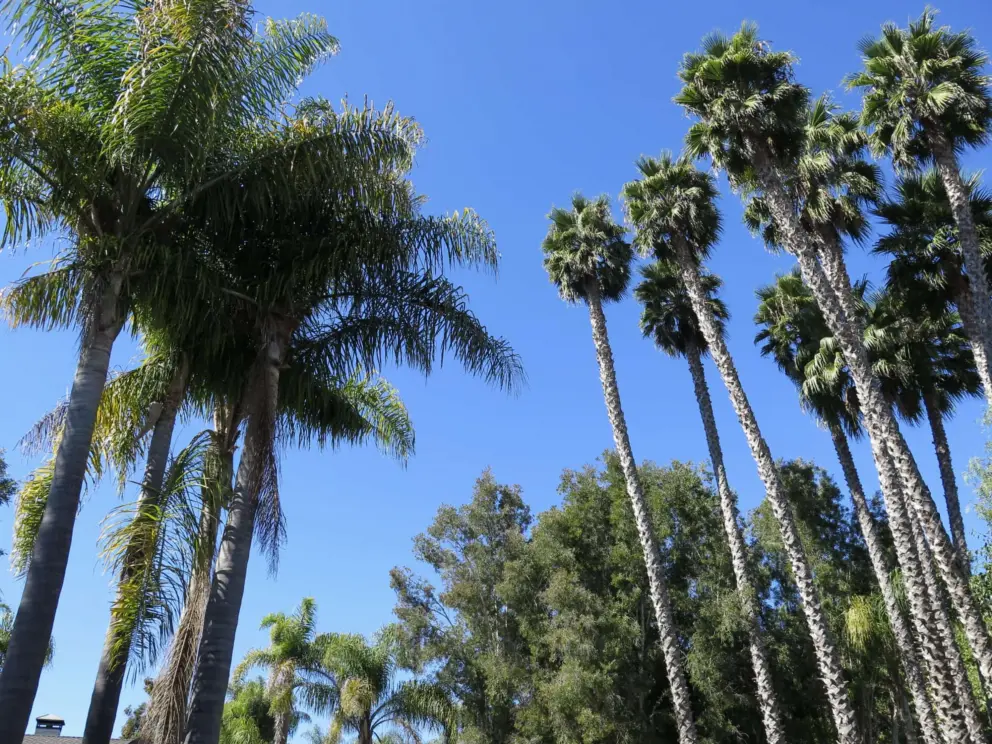 California palms stretching to the blue sky, and queen palms, in the parking lot of Avila Village. 