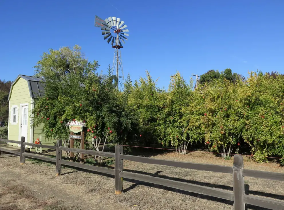 Fruit farm with yellow barn and windmill along El Camino Real.