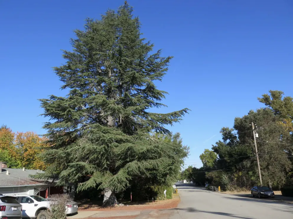Tree like N. California.