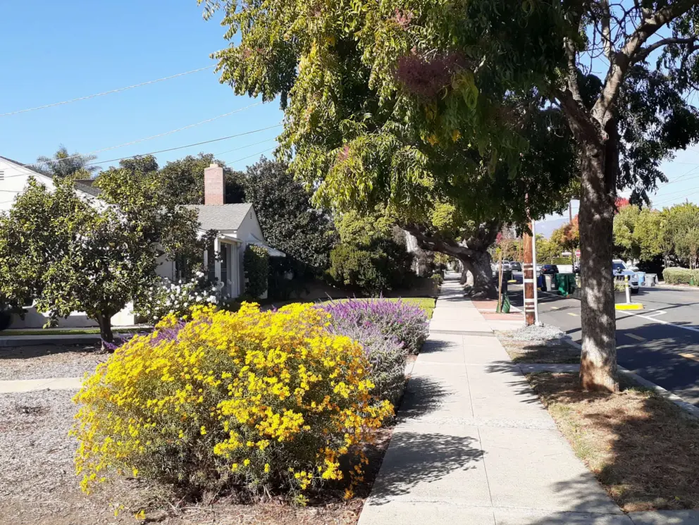 Flowers on Chorro Street in November.