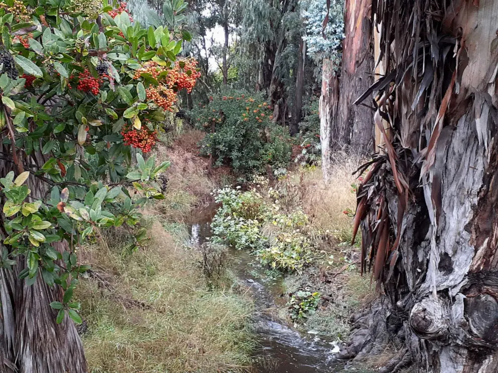 Red berries, silvery leaves, interesting bark, and trickling stream at the eucalyptus grove at 4065 Poinsettia Street. 