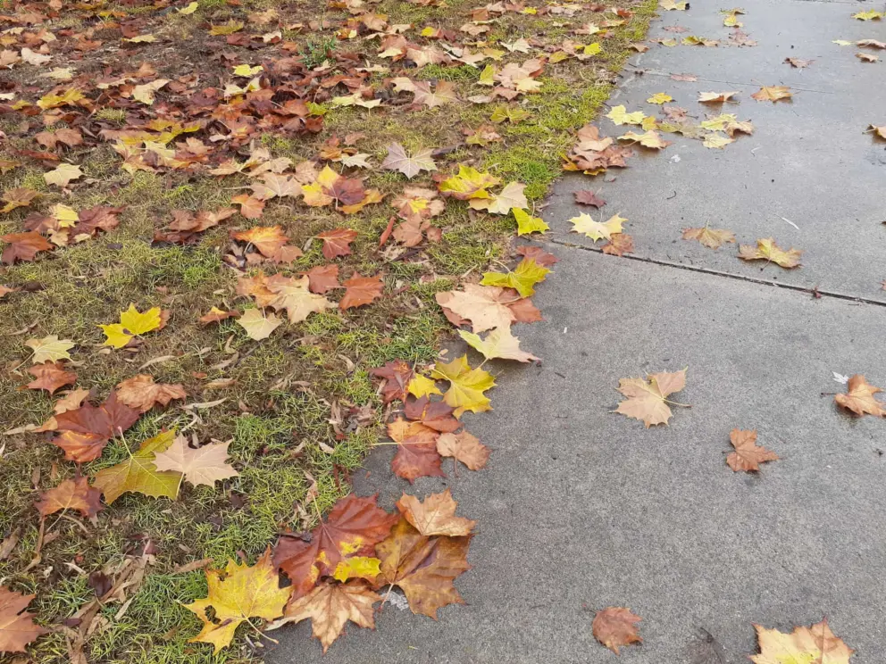 Fall leaves in November!