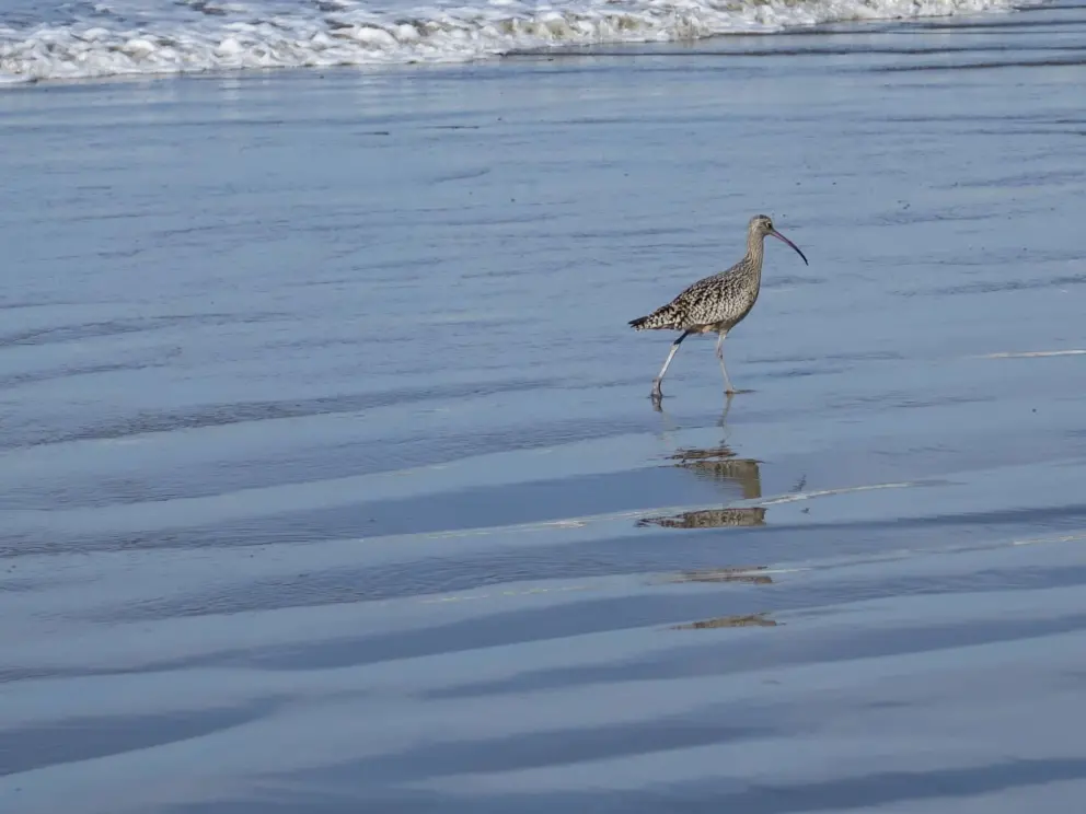 Long-billed curlew bird walking the shore. The long bill can reach crab and shrimp deep in the sand. 