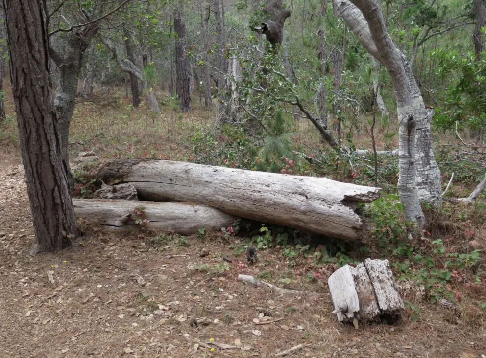 Fallen trees. 