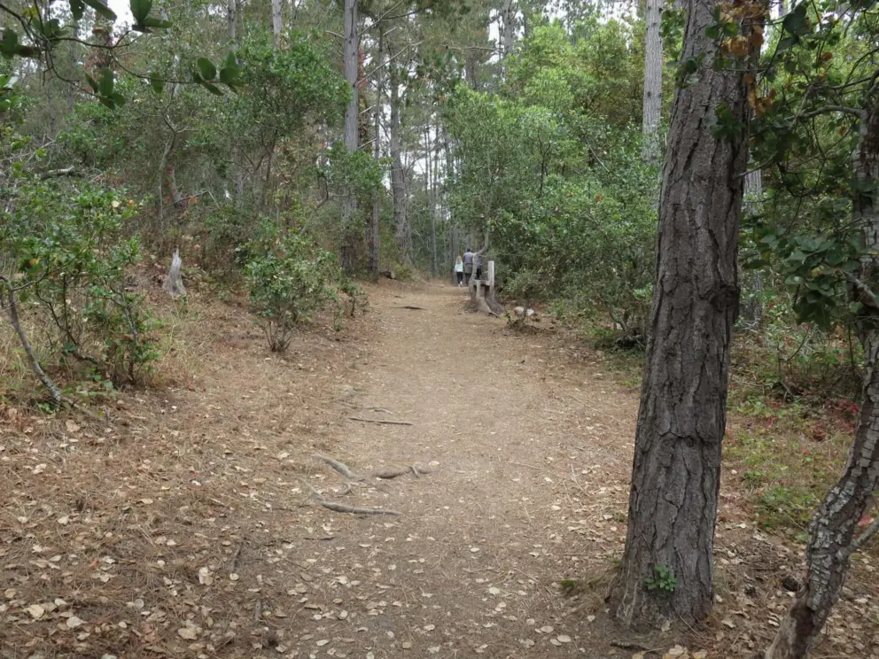 The path.