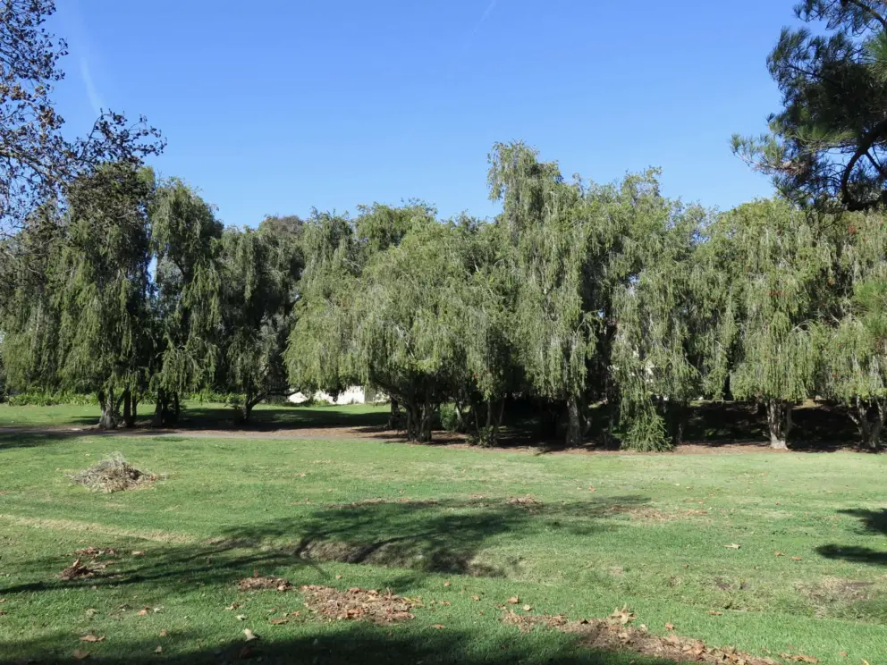 Willow trees provide shade. 