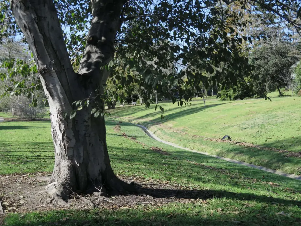 Stream winding past a tree. 