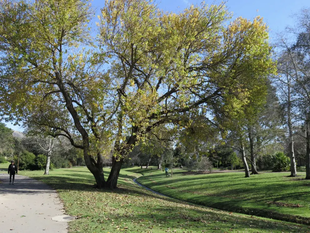 A parkgoer walks past an autumn tree. 