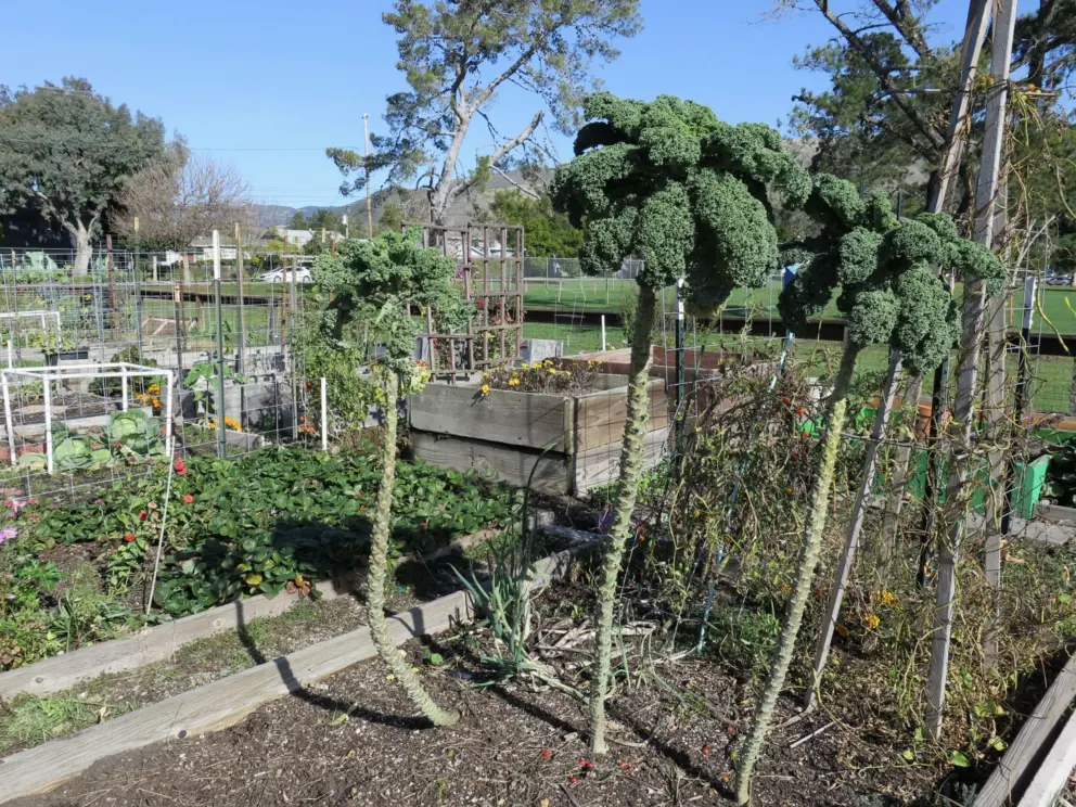 Kale trees! Very cute, like a Dr. Suess illustration. The community garden planter boxes. 