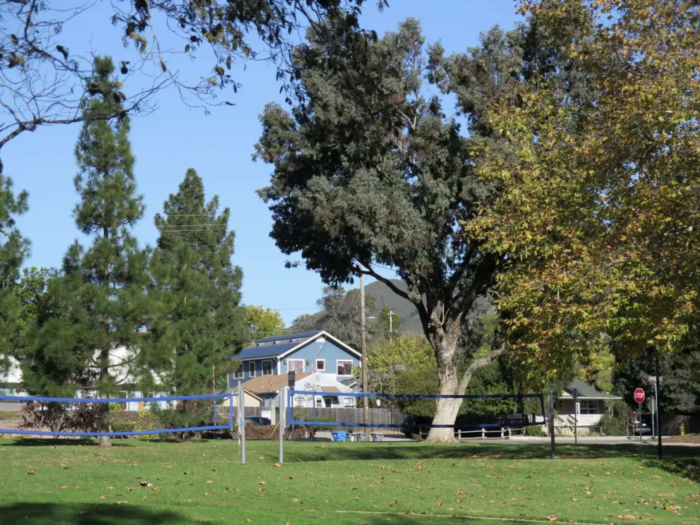 Volleyball nets and trees of all shapes and colors. 