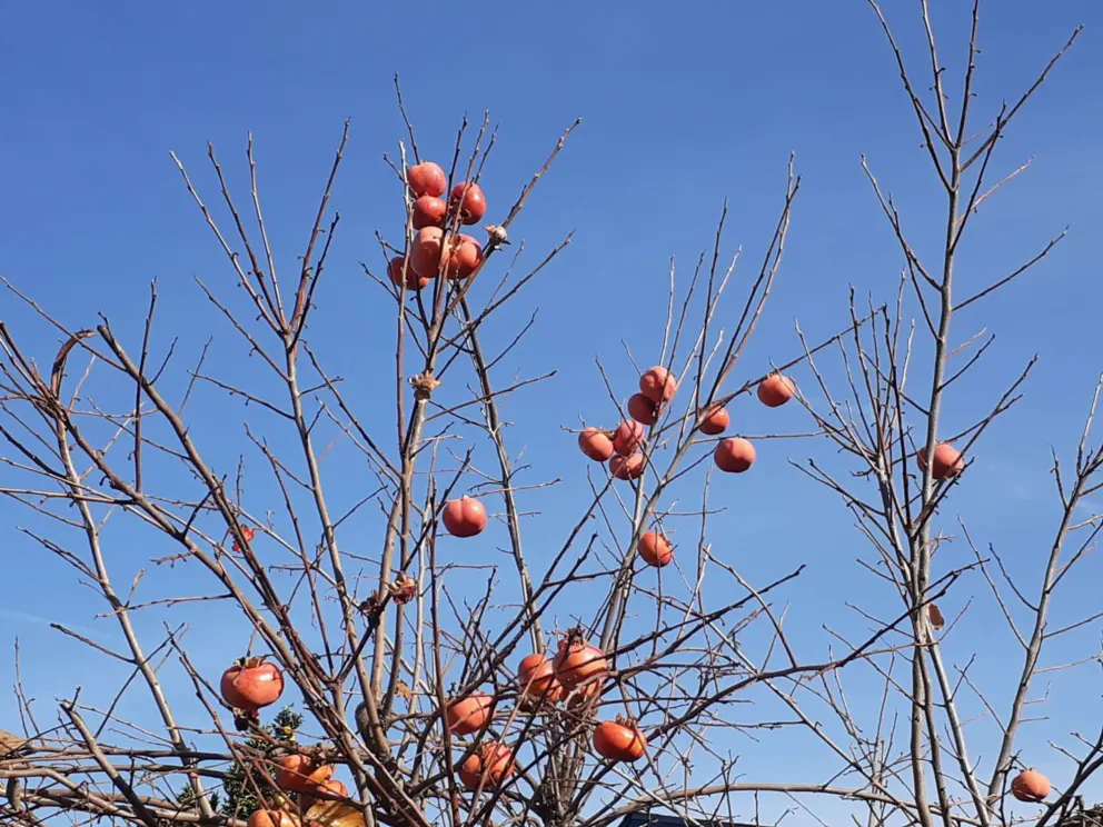 Persimmon tree in December!